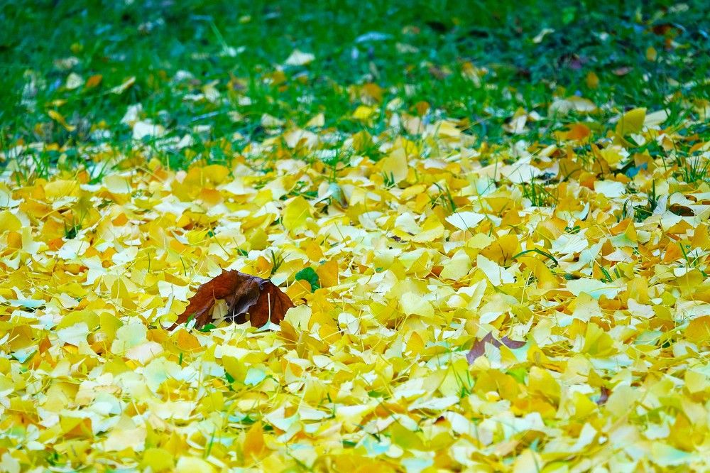 Photograph by jelena konickaja
