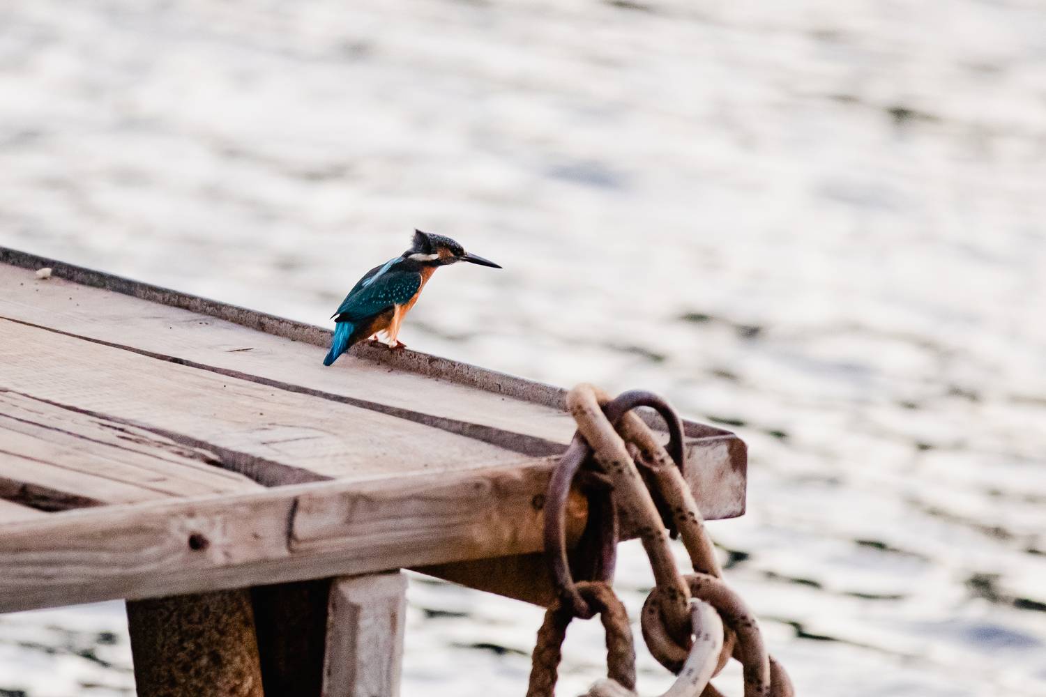 Фотография #11360849