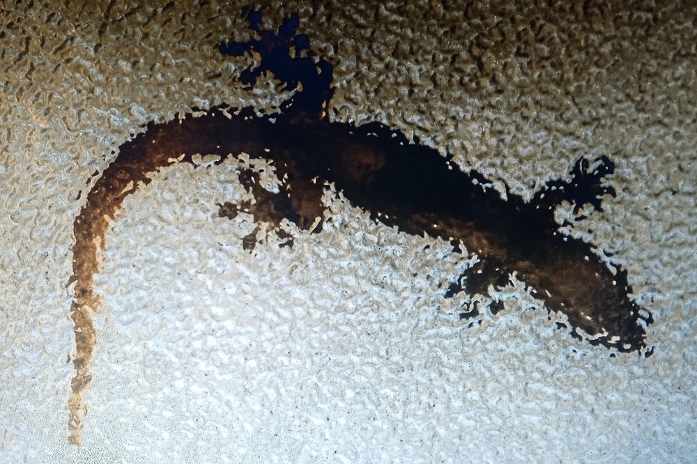 Photo #11360862