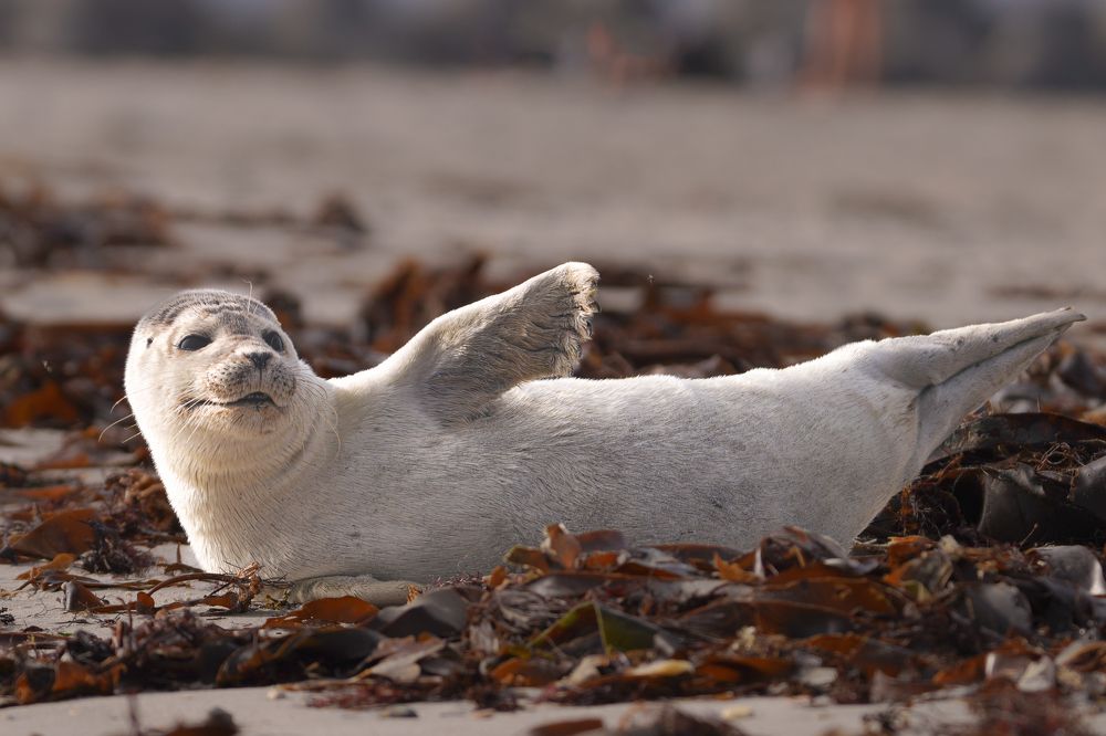 Фотография автора Оксана Дорн
