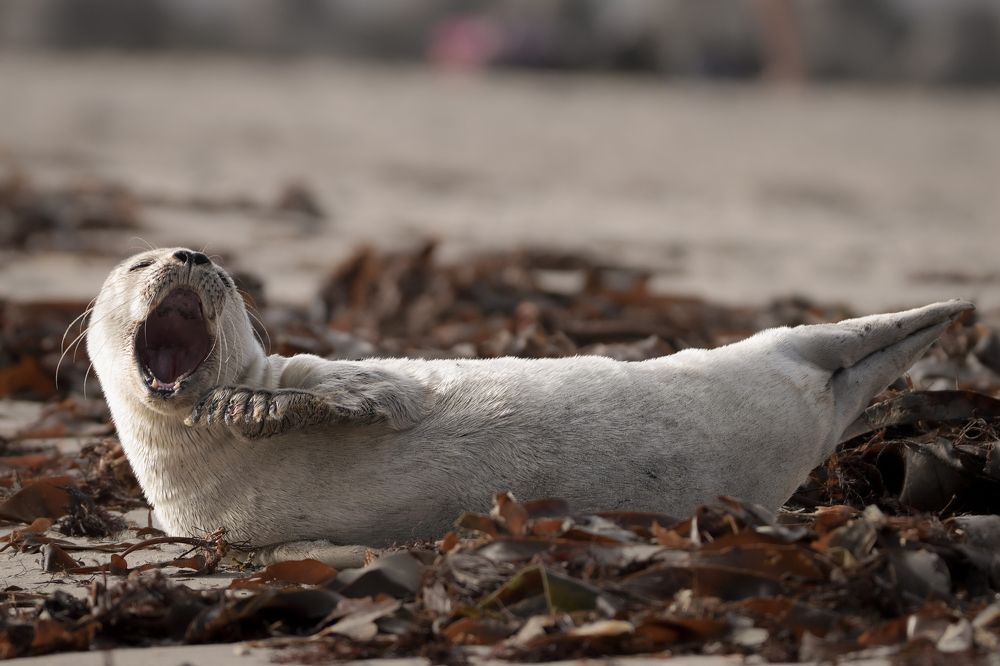 Фотография автора Оксана Дорн