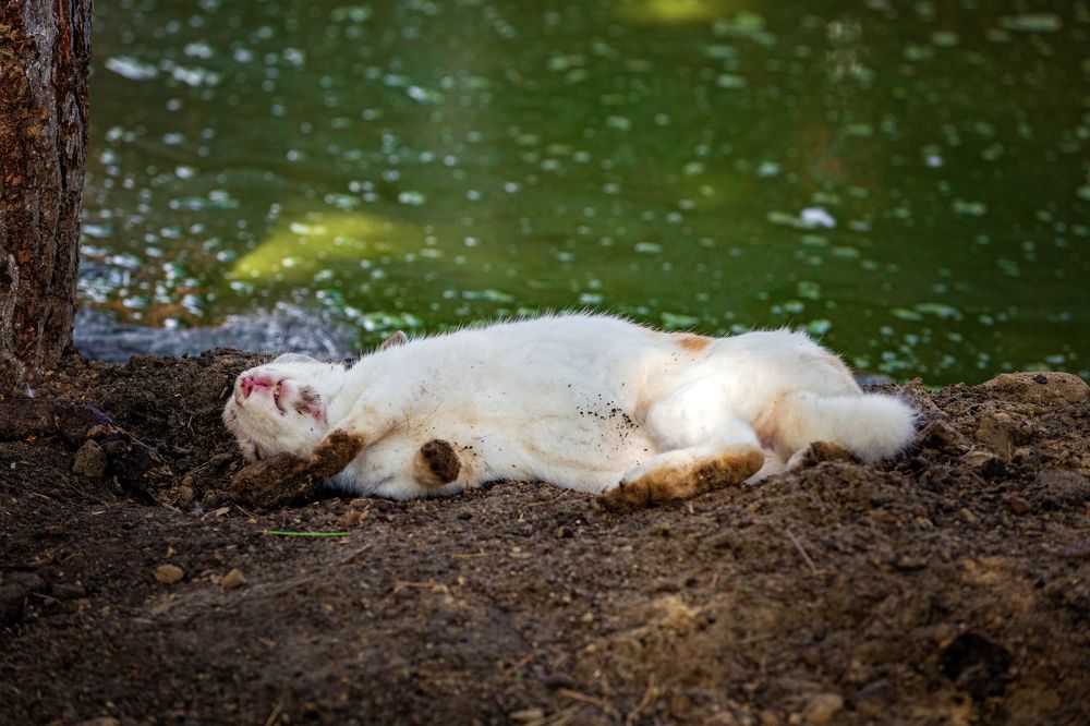 Фотография автора Наталья Новикова