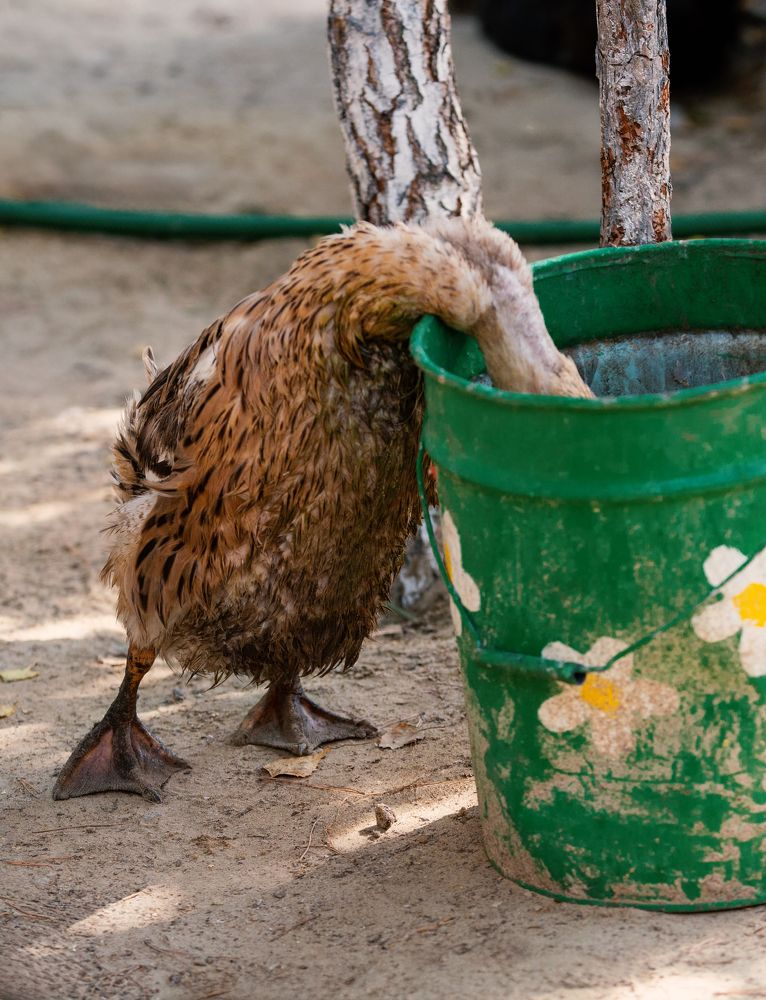 Фотография автора Наталья Новикова