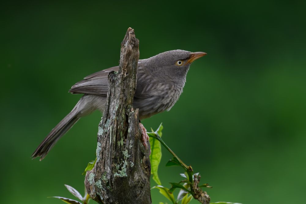 Фотография автора Nik Yog