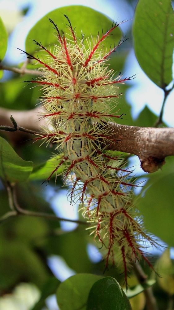 Photograph by Andrea Alcalá