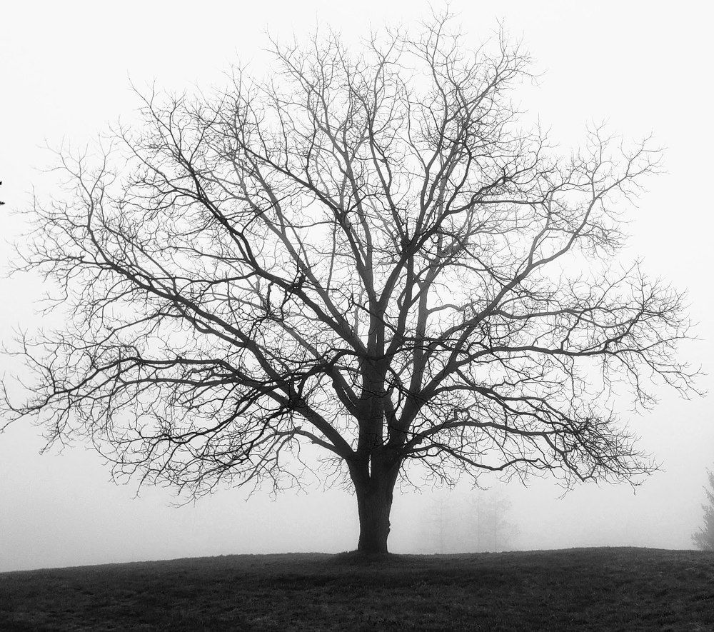 Photograph by Dennise Treijs