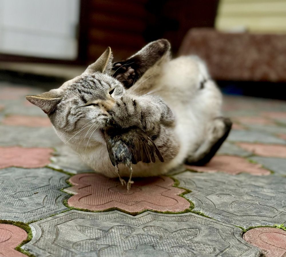 Photograph by Елена Карпухно