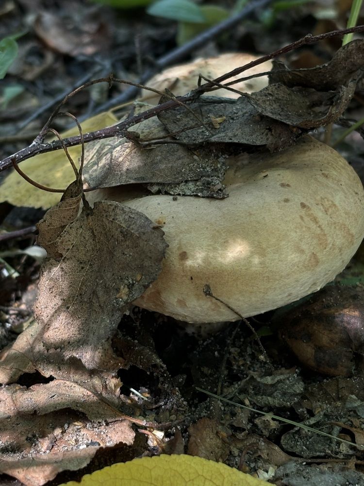 Photograph by Александра Зайниева