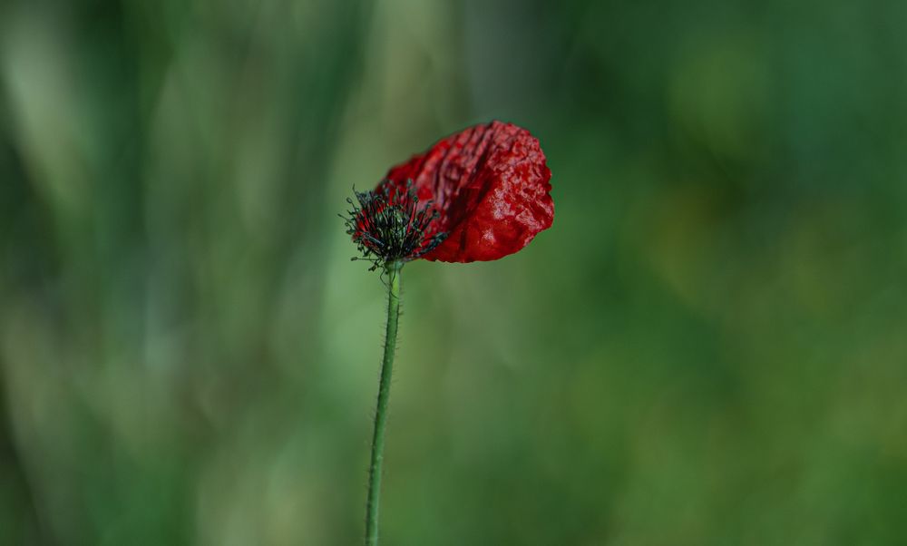 Photograph by Igor Shulkin