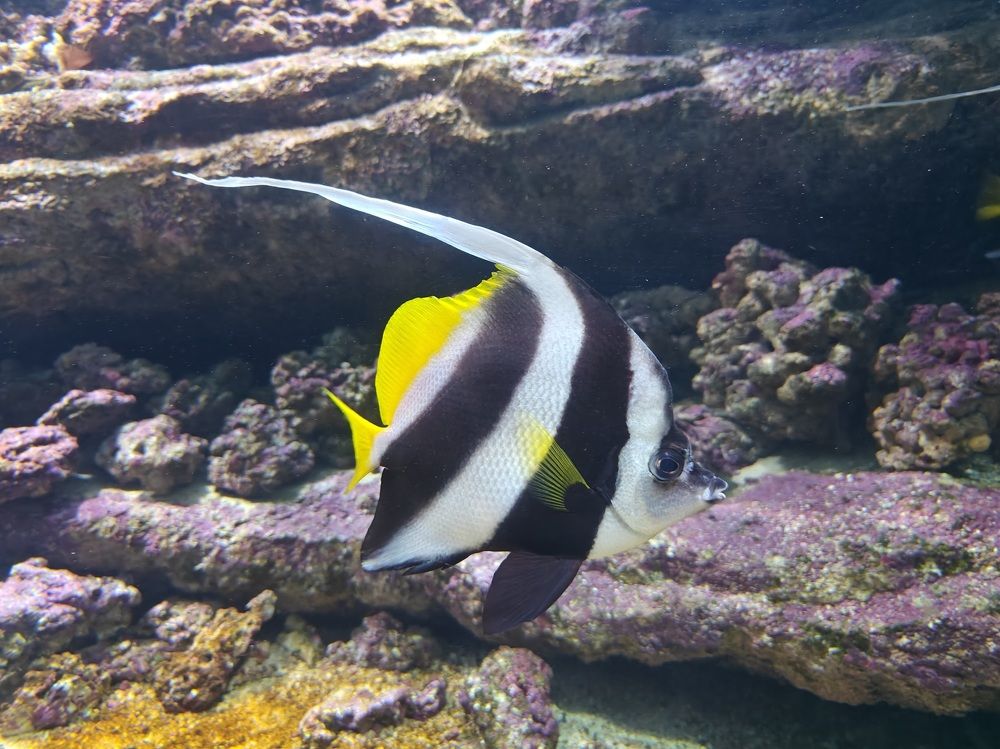 Photograph by Яков