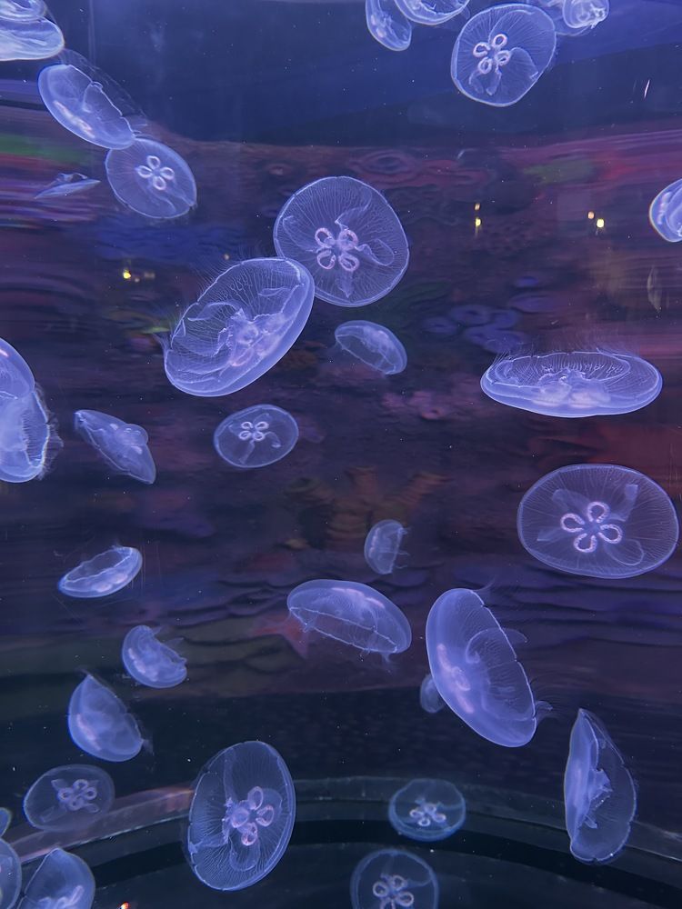 Фотография автора Меруерт Айманова