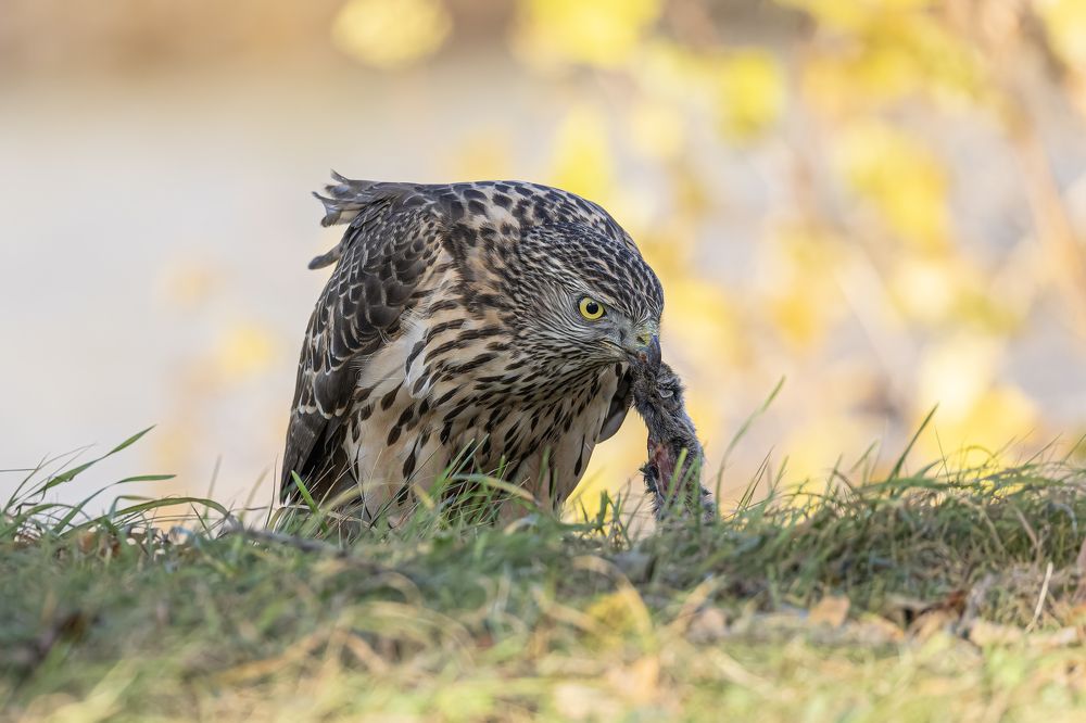 Photograph by Руслан Pl