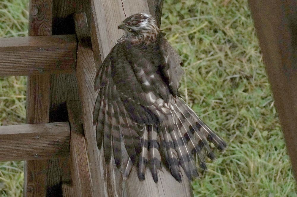 Фотография автора Jevgeni Filimonov