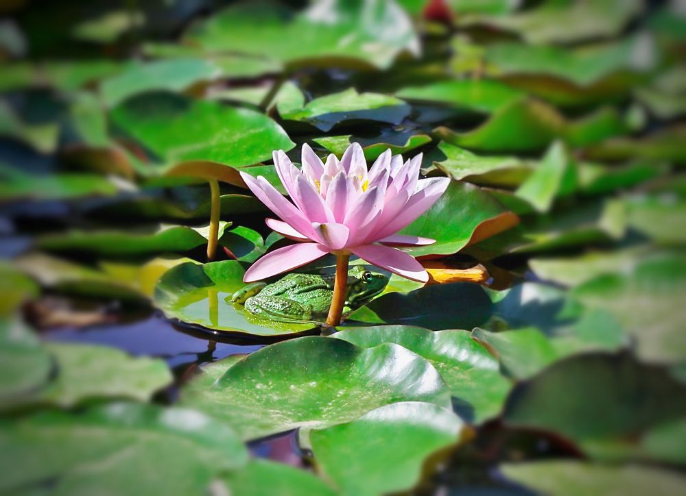 Photograph by Дина