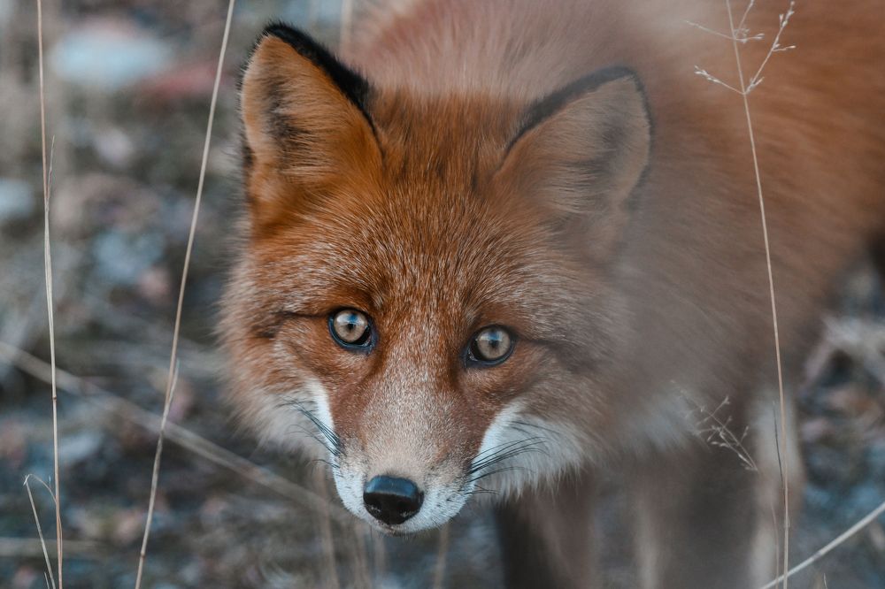 Photograph by Людмила Москвичёва