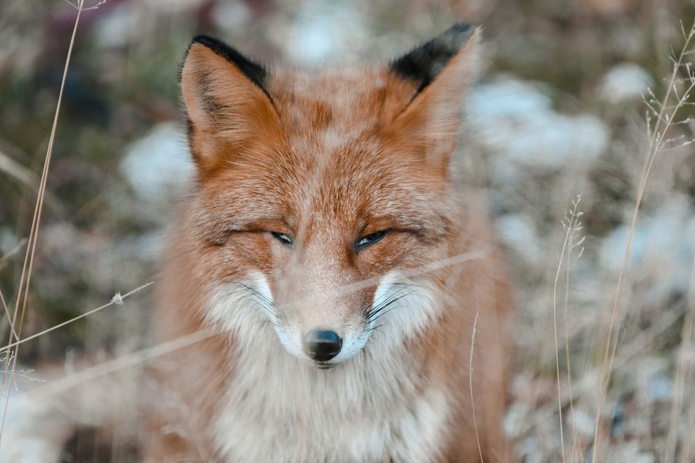 Photograph by Людмила Москвичёва