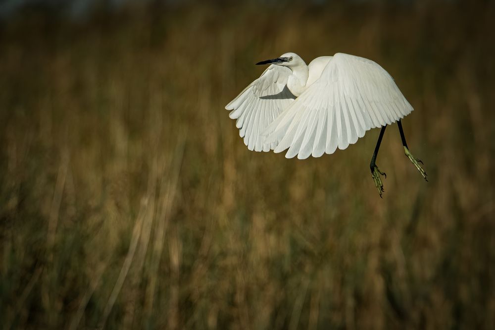 Photograph by Andrea Barlotti