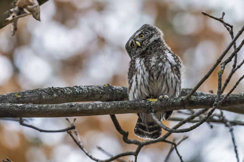 Photograph by Олег Колмаков