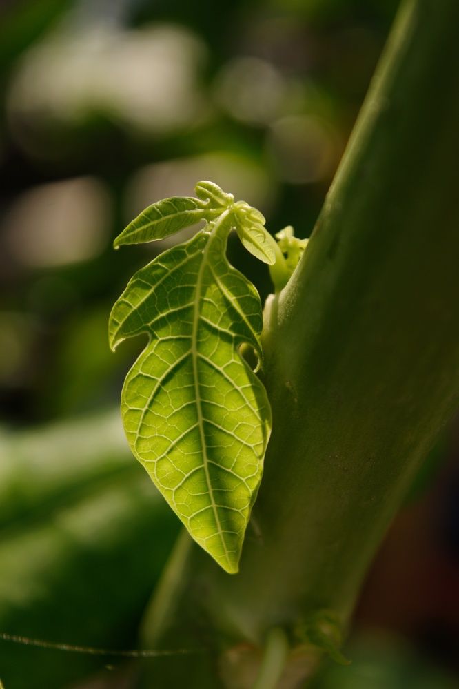 Фотография автора Sheuli Akther