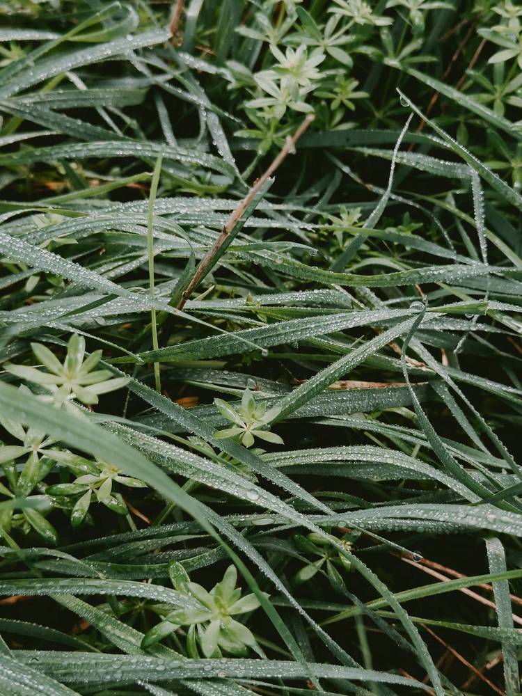 Photograph by Анна Голубцова