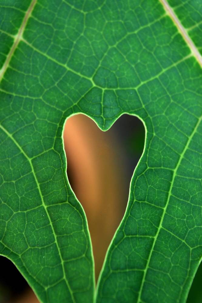 When nature shows us love