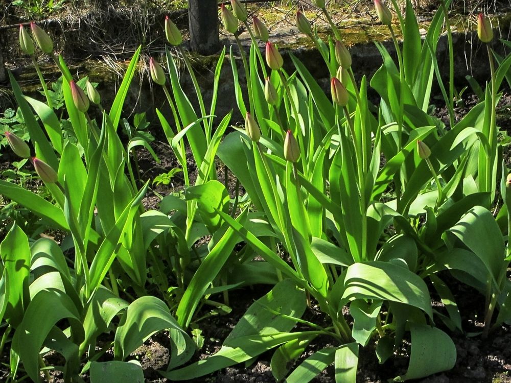 Photograph by Sergey Kurkov-Tarkovsky