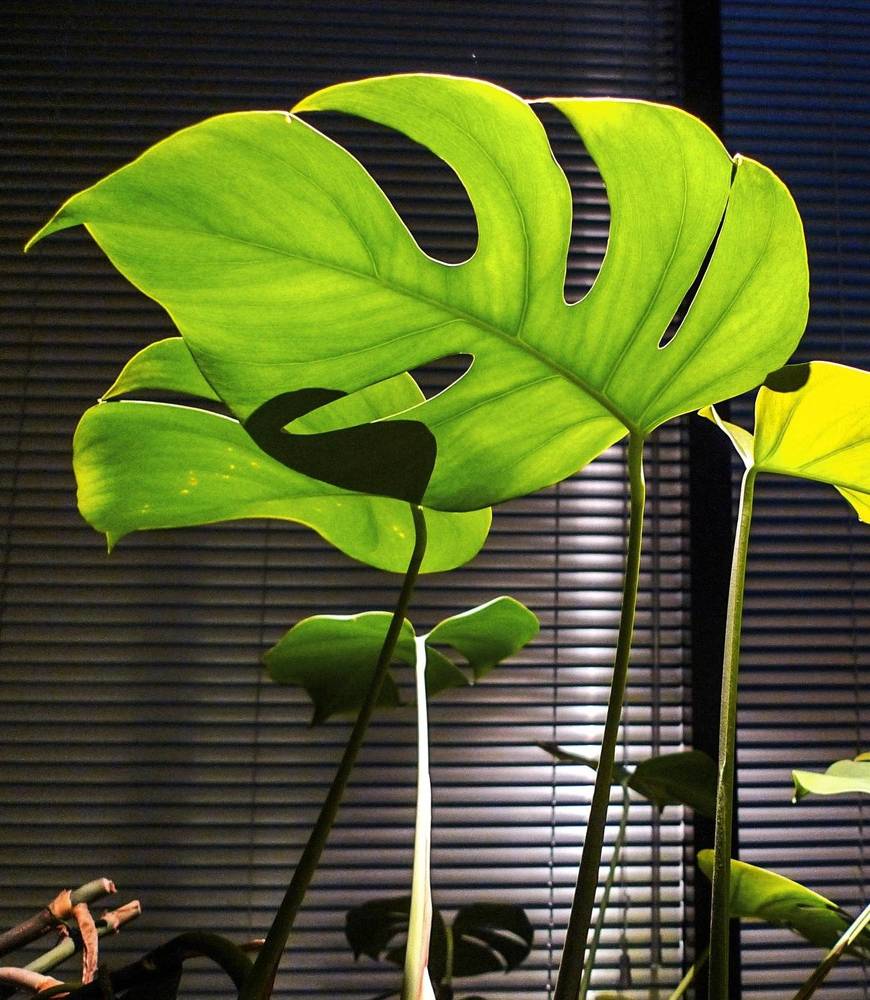 Photograph by Sergey Kurkov-Tarkovsky