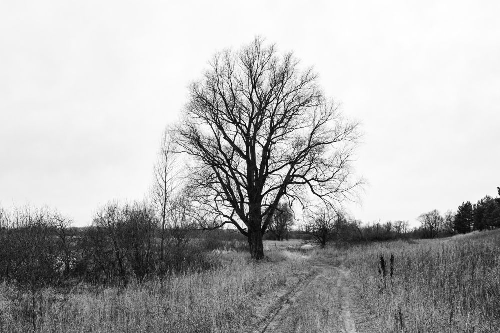 Photograph by Анастасия Сидранская