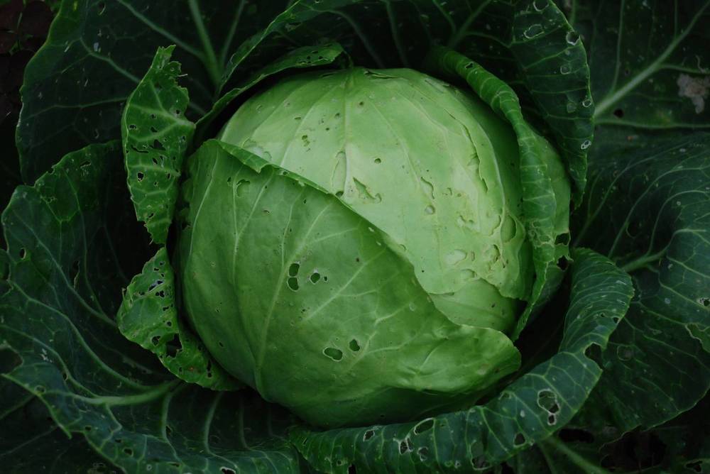 Photograph by Анна Невструева