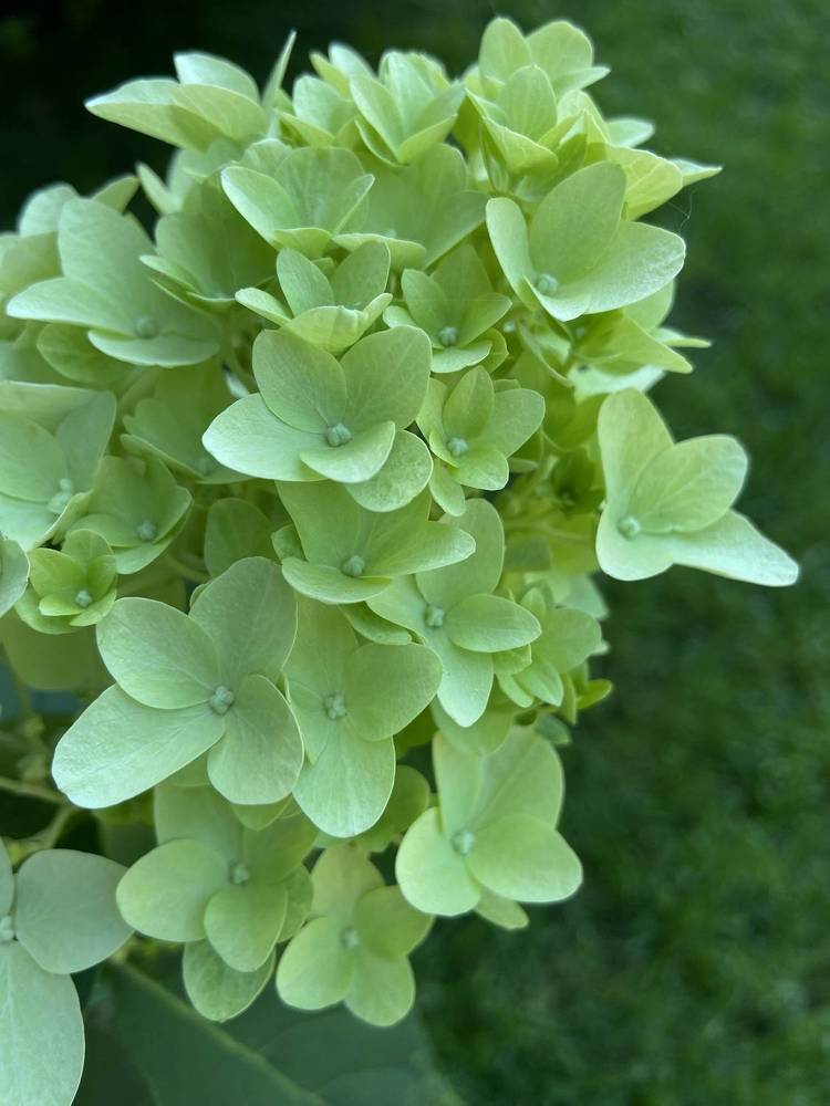 Photograph by Oksana Smorodina