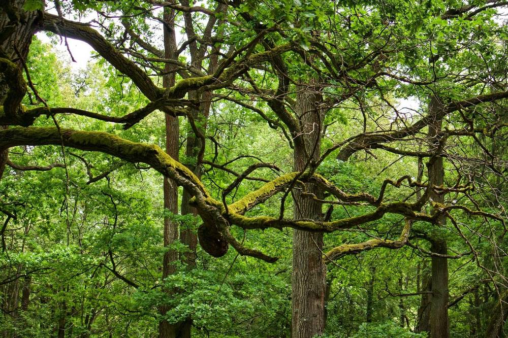 Photograph by Oksana Smorodina