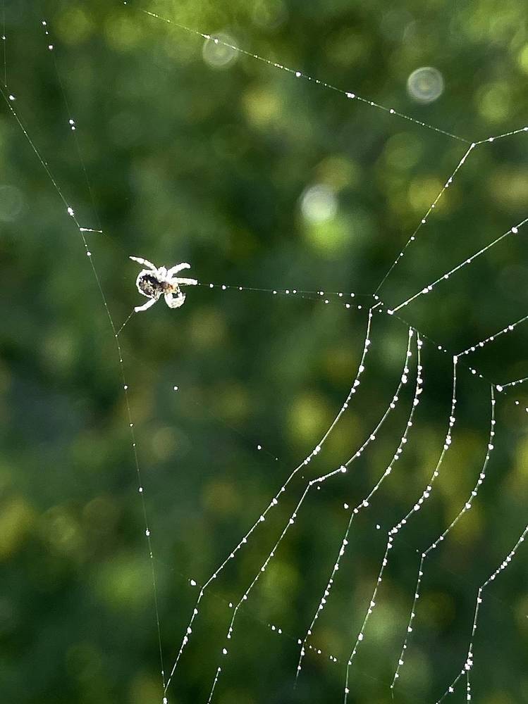 Фотография автора Ольга Каминская