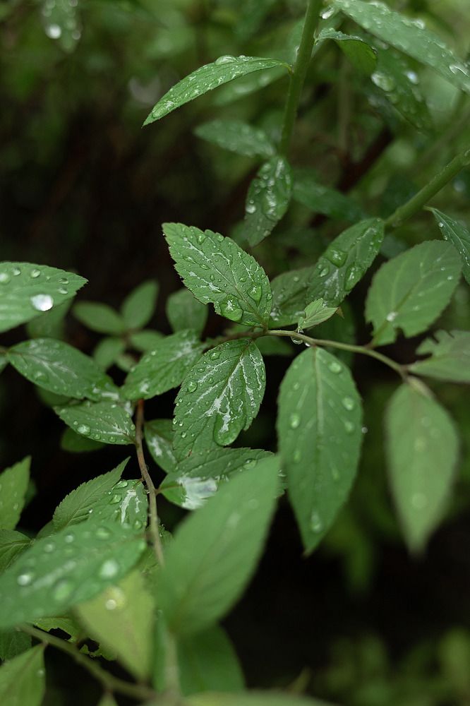 Photograph by Юлия Шевцова