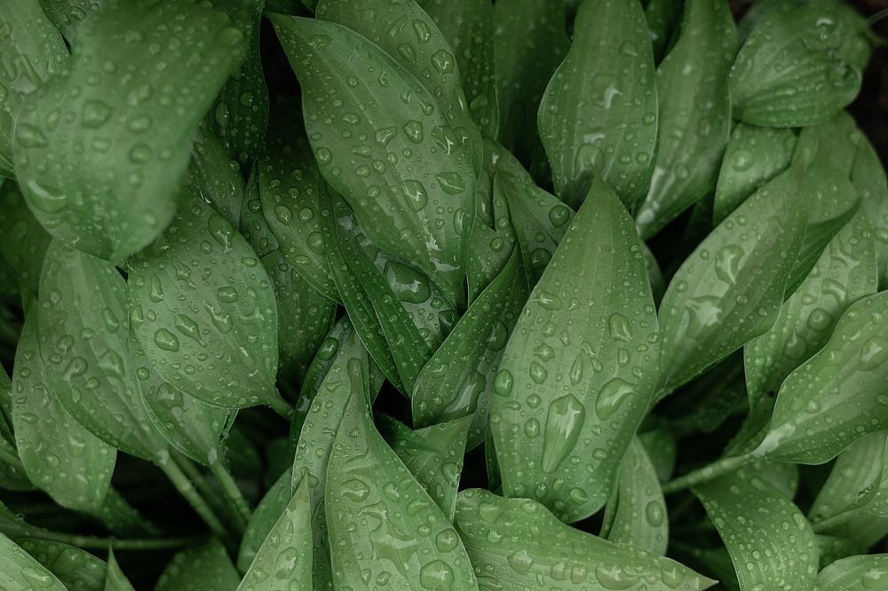 Photograph by Юлия Шевцова