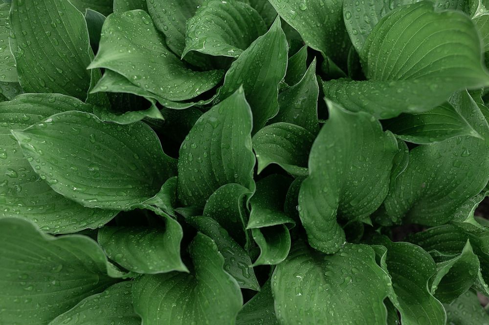 Photograph by Юлия Шевцова