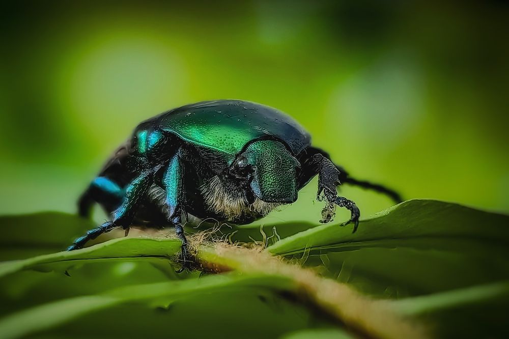 Жук Бронзовка.