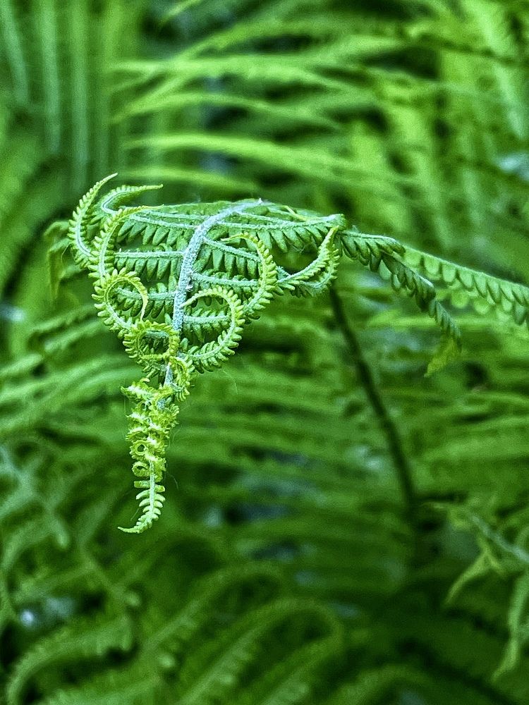 Фотография автора Nadezhda