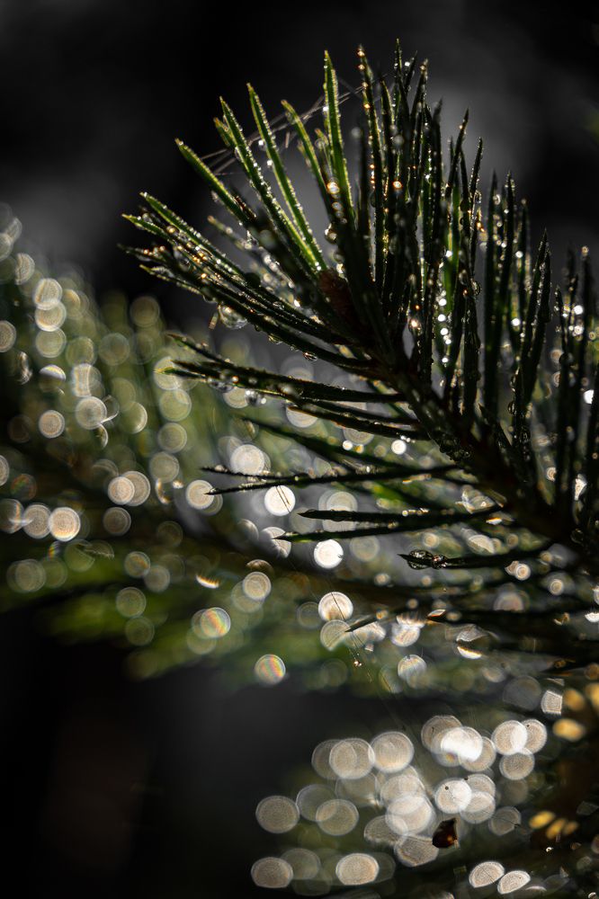 Photograph by Алиса Емельянова