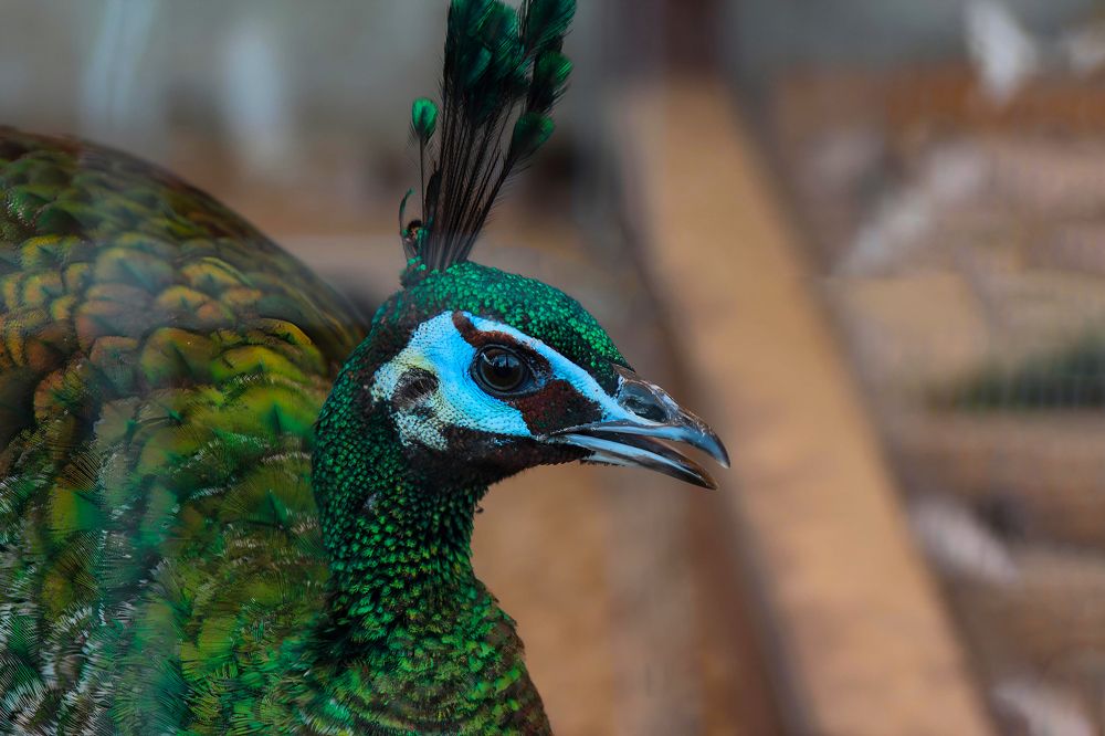 Photograph by Ирина Шибитова