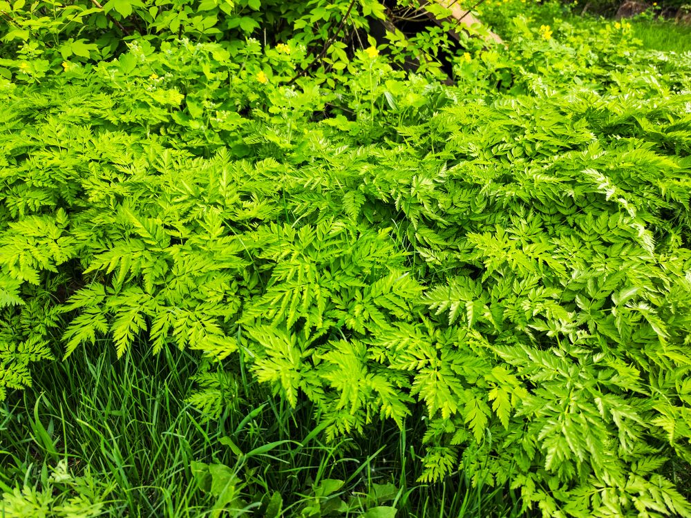 Photograph by Ирина Шибитова