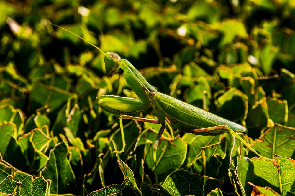 Идеальный камуфляж