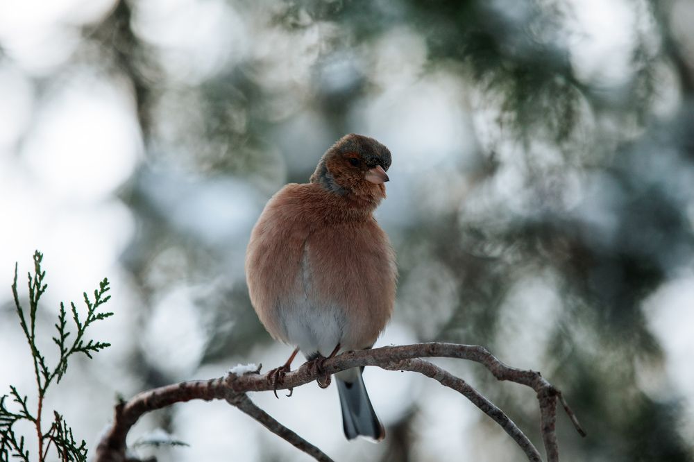 Photograph by Мария Мостипака