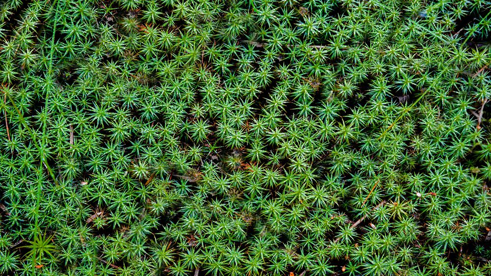 Ковер из зеленых звезд