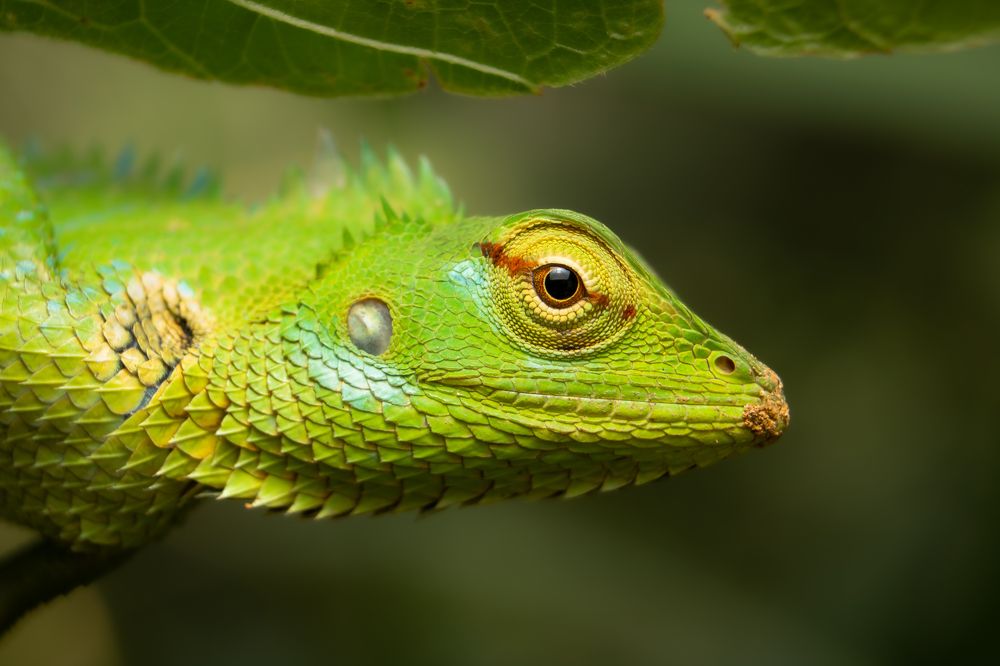 Photograph by Tharindu Gunarathna