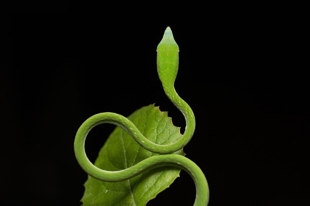 Photograph by Tharindu Gunarathna