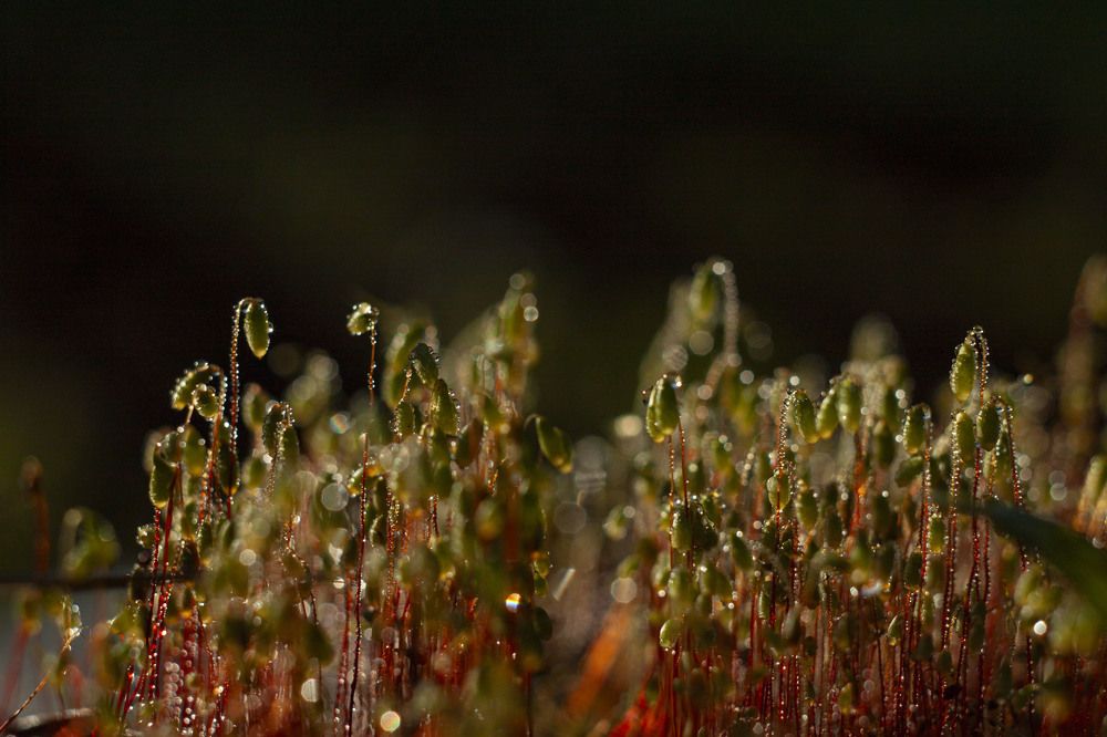 Photograph by Владислав Капанов