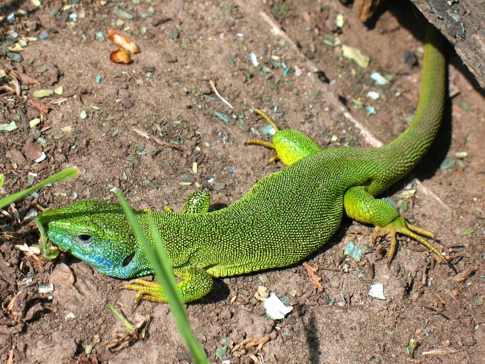 Модельное агентство LIZZARD (all rights resrved)