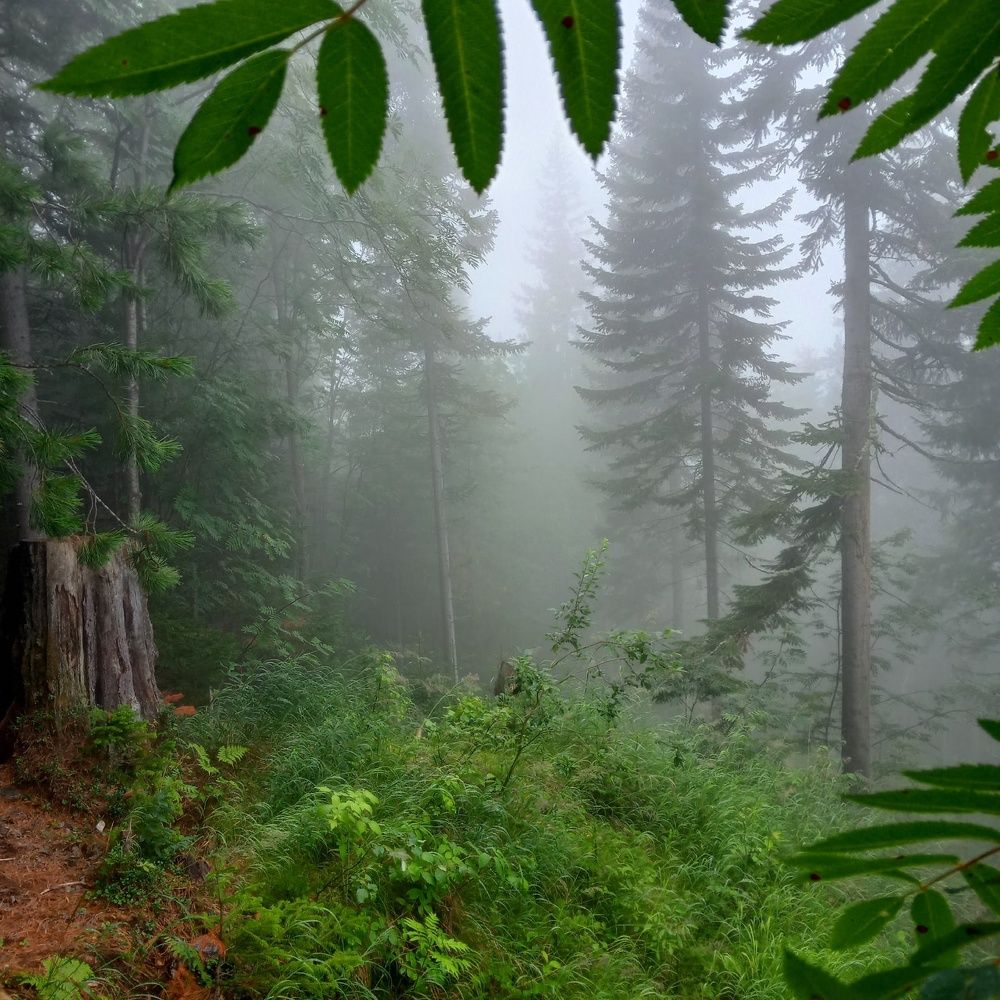 Photograph by Людмила Мелашич