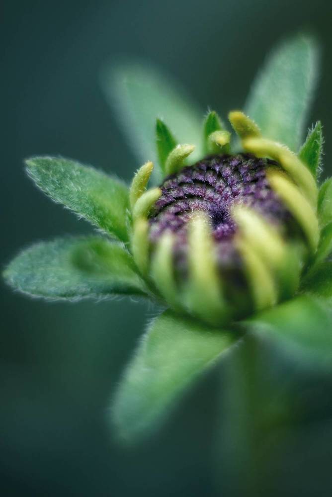 Photograph by Magic Helios