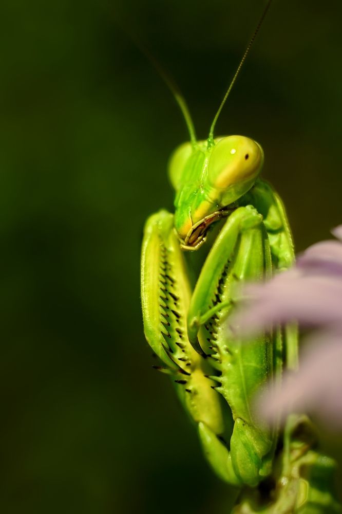 Photograph by Magic Helios